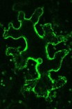 Leaf epidermal cells with Lectin:GFP expression