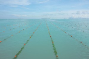 Mussel longlines in the Pacific