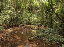 Monitoring the Congo forests