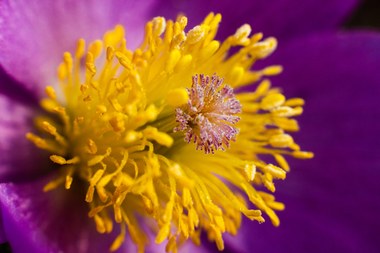 Verlaagde kwaliteit van pollen door hitte, moleculair biologisch bevestigd