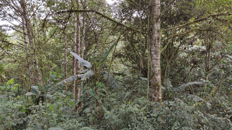 forest3-ecuador-2022