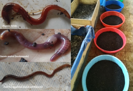 Earthworm species used for vermicomposting experiment