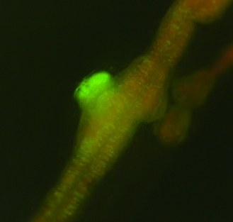 GFP expression in an early shoot meristem