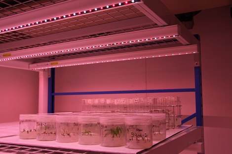Growth room with production LED as light source