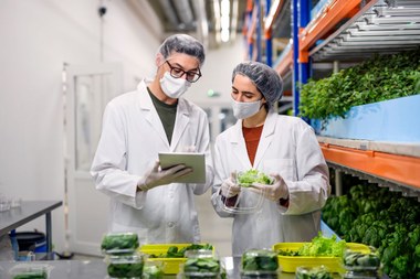 Sustainable packaging of lettuce (vergrote weergave)