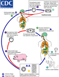 Cysticercosis T. Solium Lifecycle