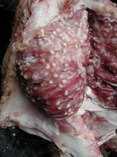 Cyst meat