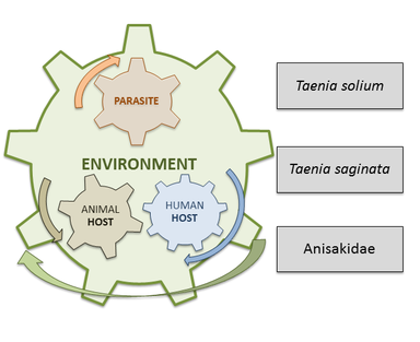 Parasite-host-environment