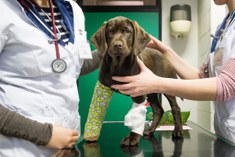 Diergeneeskunde: hond met verband