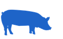 swine icon