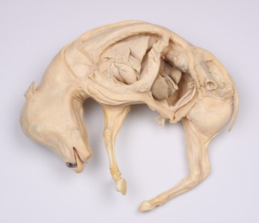 Plastinate of a bovine foetus