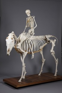 Skeleton of mounted horseman