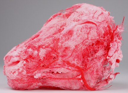 Vascular corrosion cast of a sheep head