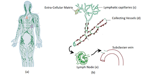 lymphatic_system.png