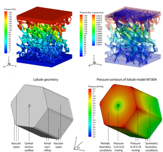 modelling_liver_perfusion3.png