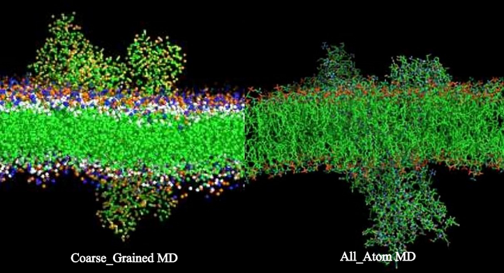 molecular-dynamics-simulations-membrane.png