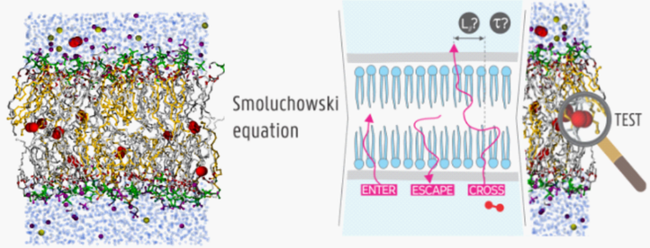 phospholipid-bilayer.png