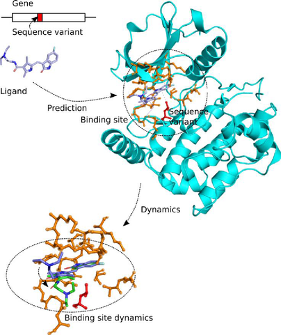 protein_binding_site.png