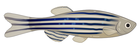 zebrafish.png