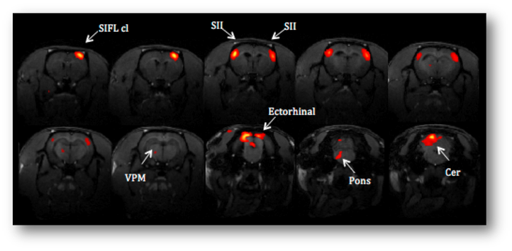 somanet.png Figure 1 : Visualization of the rat somatosensory network.