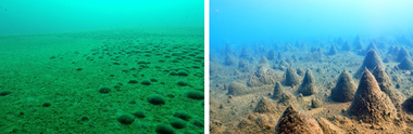 High Arctic (left) and Continental Antarctic (right) lake bottoms, covered by dense microbial mats.  Credits: David Velazquez (image left), Sakae Kudoh (image right) (large view)
