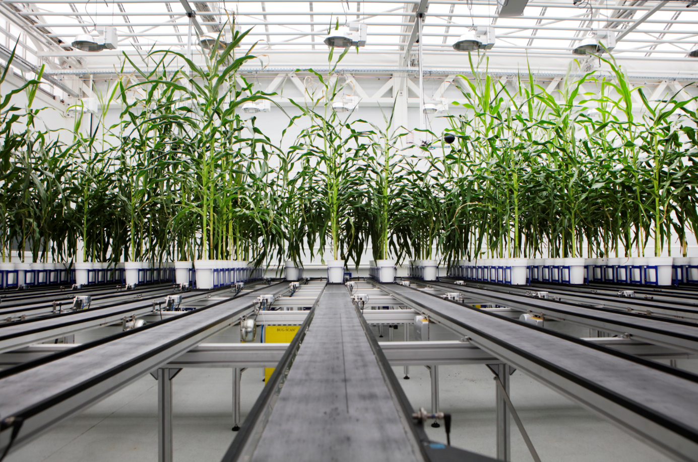 Impact success story Plant biotechnology — Ghent University