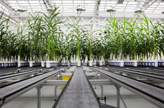 Plantenbiotechnologie