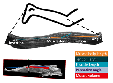 Visualizing static muscle morphology-Figure 1