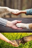 Hand in paw against cancer