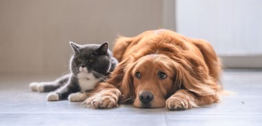 Kat & Hond (vergrote weergave)
