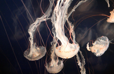 Jellyfish (vergrote weergave)