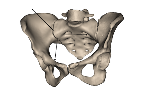 Human pelvis with axis