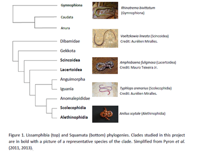 Phylogeny of limbless tetrapods