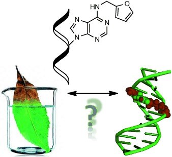 A Synthetic Oligonucleotide Model for Evaluating the Oxidation and Crosslinking Propensities of Natural Furan-Modified DNA