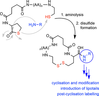 A Thiolactone Strategy for Straightforward Synthesis of disulfide-linked side-chain-to-tail cyclic peptides featuring an N-terminal modification handle