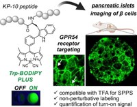 Acid-Resistant BODIPY Amino Acids for Peptide-Based Fluorescence Imaging of GPR54 Receptors in Pancreatic Islets.jpg