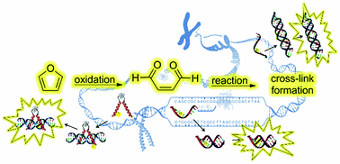 Furan oxidation based cross-linking a new approach for the study and targeting of nucleic acid and protein interactions