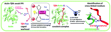 Furan warheads for covalent trapping of weak protein–protein interactions: cross-linking of thymosin β4 to actin
