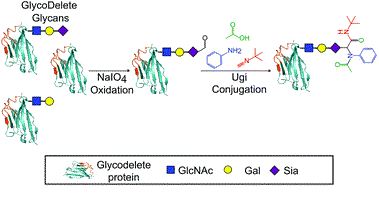 GlyConnect-Ugi: site-selective, multi-component glycoprotein conjugations through GlycoDelete expressed glycans