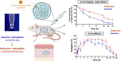 Impact of doubling peptide length on in vivo hydrogel stability and sustained drug release