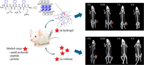 In Vivo Imaging of the Stability and Sustained Cargo Release of an Injectable Amphipathic Peptide-Based Hydrogel