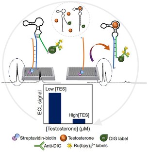 Novel electrochemiluminescent assay for the aptamer-based detection of testosterone