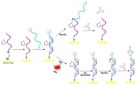 Photoinduced Cross-Linking of Short Furan-Modified DNA on Surfaces
