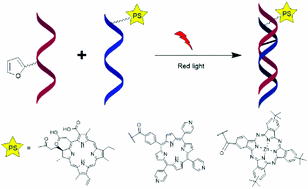 Porphyrin-based photosensitizers and their DNA conjugates for singlet oxygen induced nucleic acid interstrand crosslinking