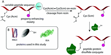 Reviving old protecting group chemistry for site-selective peptide-protein conjugation