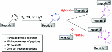 Singlet oxygen-mediated one-pot chemoselective peptide–peptide ligation