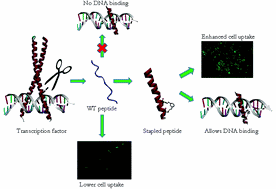 Stapling monomeric GCN4 peptides allows for DNA binding and enhanced cellular uptake