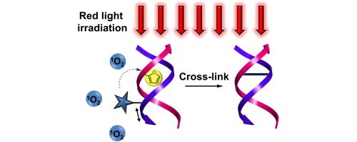 Synthesis and evaluation of methylene blue oligonucleotide conjugates for DNA interstrand cross-linking