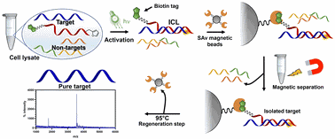 Synthesis and structure–activity relationship of peptide nucleic acid probes with improved interstrand-crosslinking abilities: application to biotin-mediated RNA-pulldown.