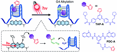 Teaching photosensitizers a new trick: red light triggered Gquadruplex alkylation by ligand colocalization